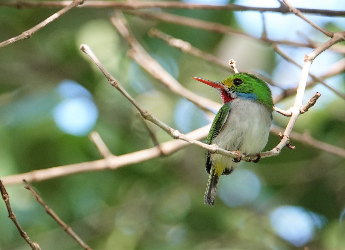 Cuban Tody - ML209295601