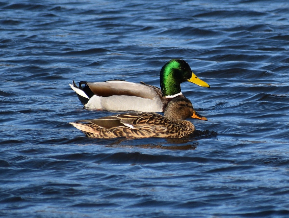 Mallard - ML209296281