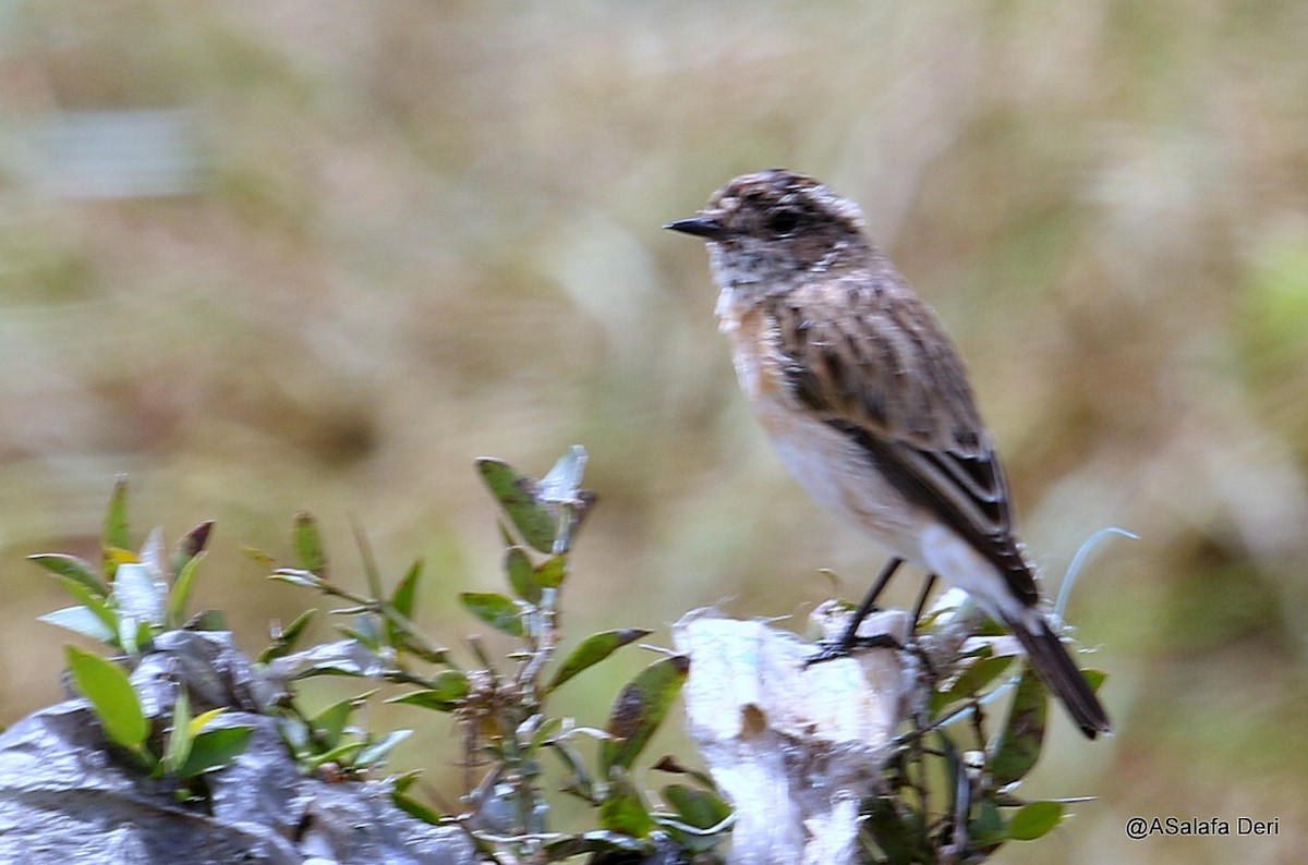 Tarabilla Siberiana - ML209296951
