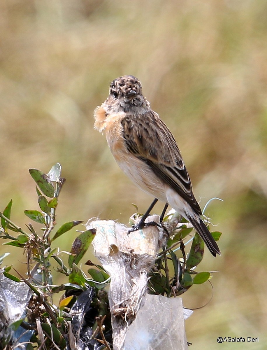 Tarabilla Siberiana - ML209296961