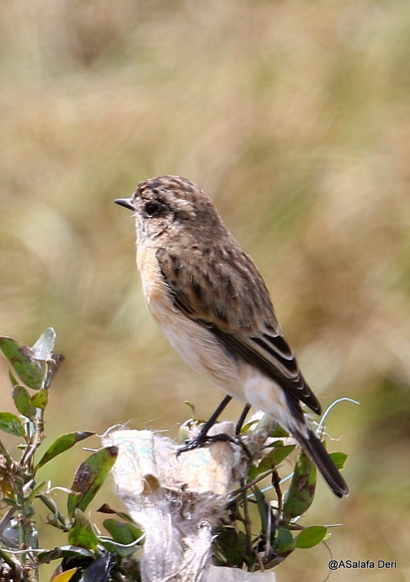 Tarabilla Siberiana - ML209296971