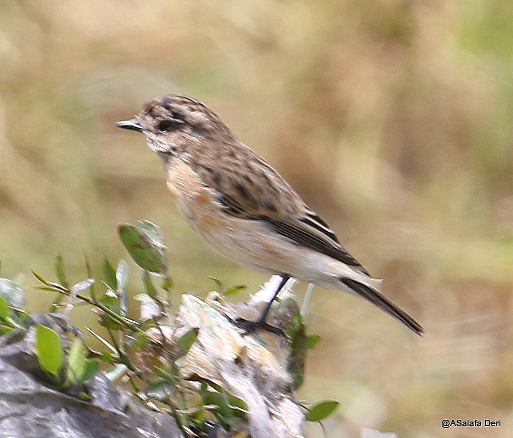 Tarabilla Siberiana - ML209296981
