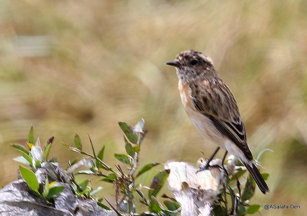 Tarabilla Siberiana - ML209296991