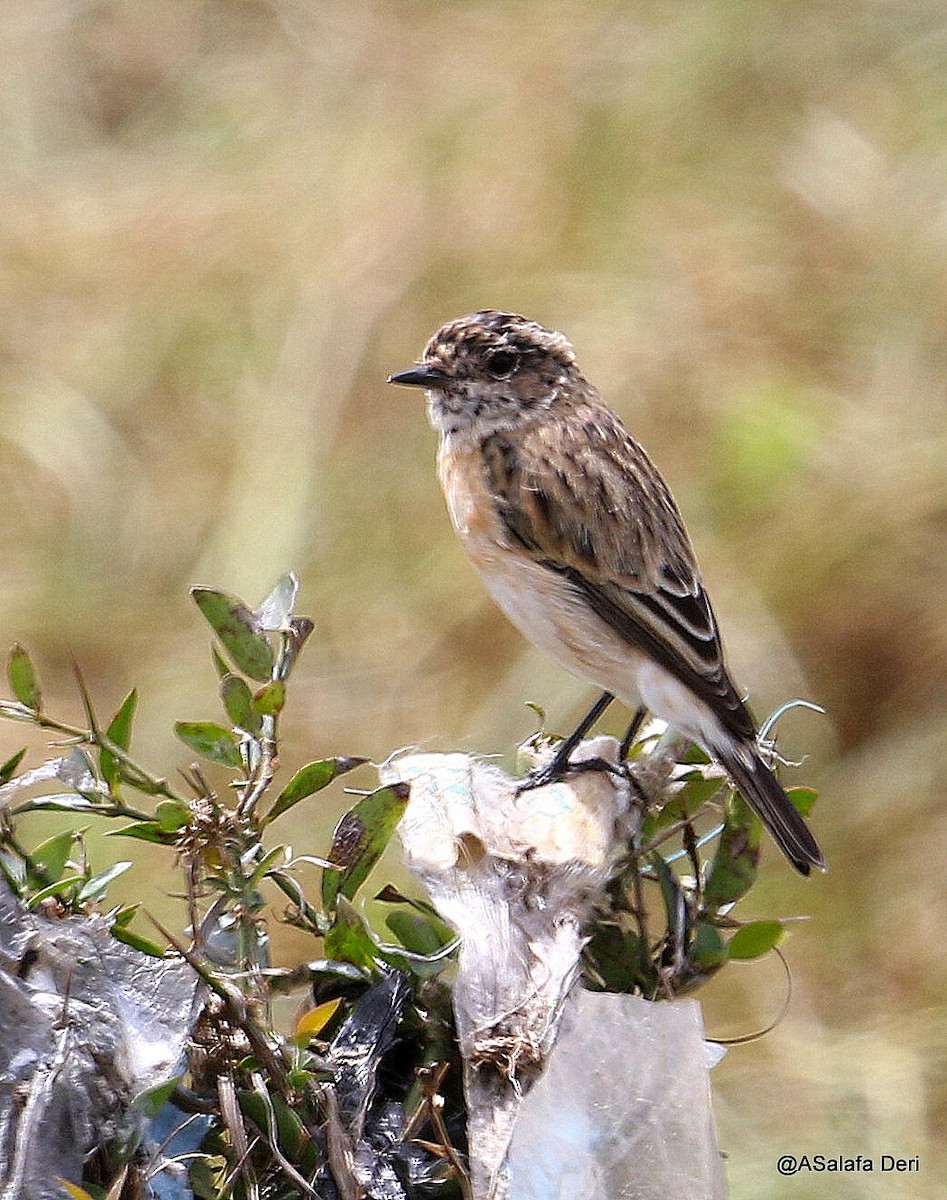Tarabilla Siberiana - ML209297001