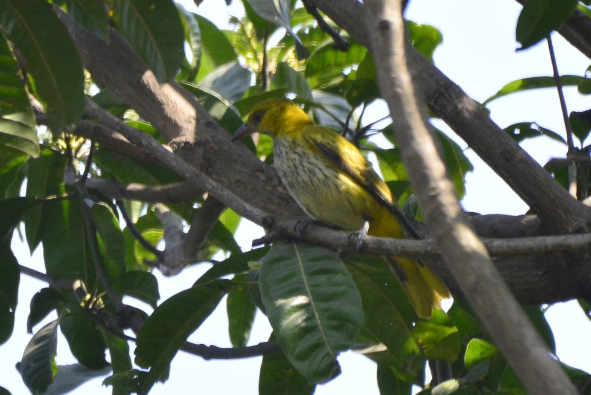 Indian Golden Oriole - ML209299731