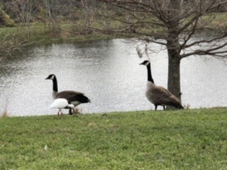 Canada Goose - ML209300691