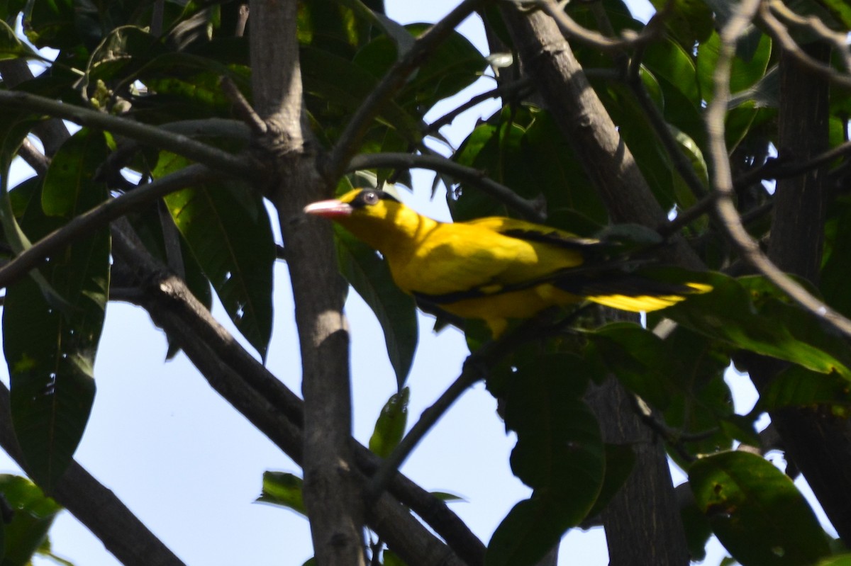 Black-naped Oriole - ML209301861