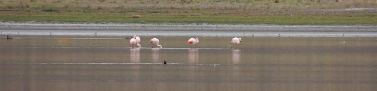 Chilean Flamingo - ML209301991