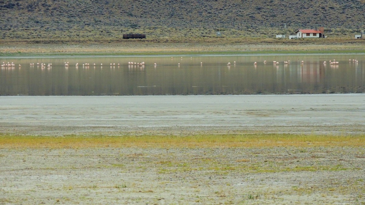 Chilean Flamingo - ML209302021