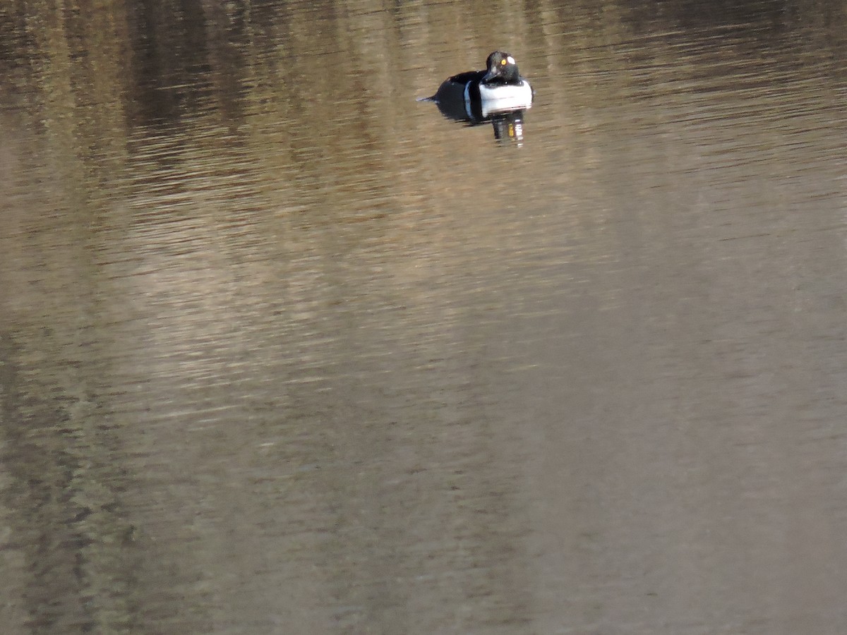 Hooded Merganser - ML209302091