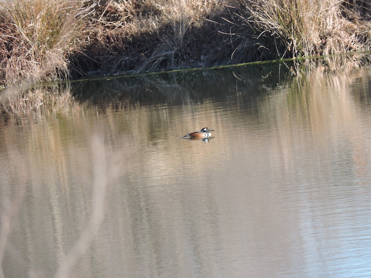 Hooded Merganser - ML209302101