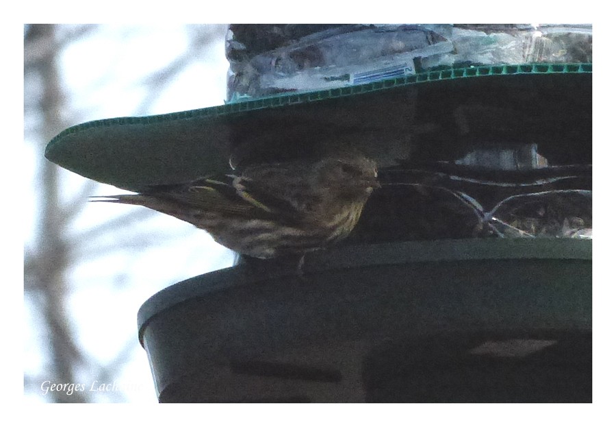 Pine Siskin - ML20930211
