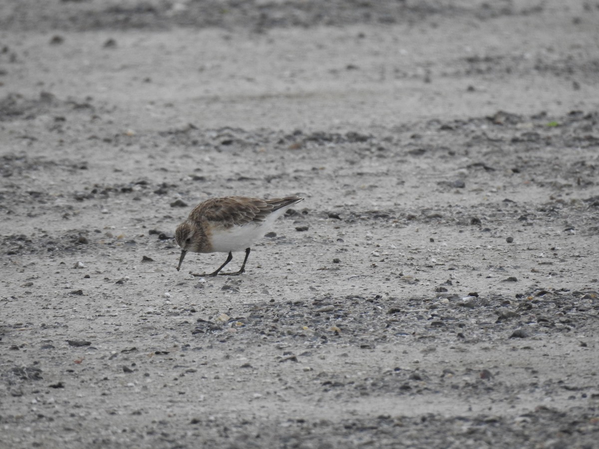 Байрдийн элсэг - ML209302261