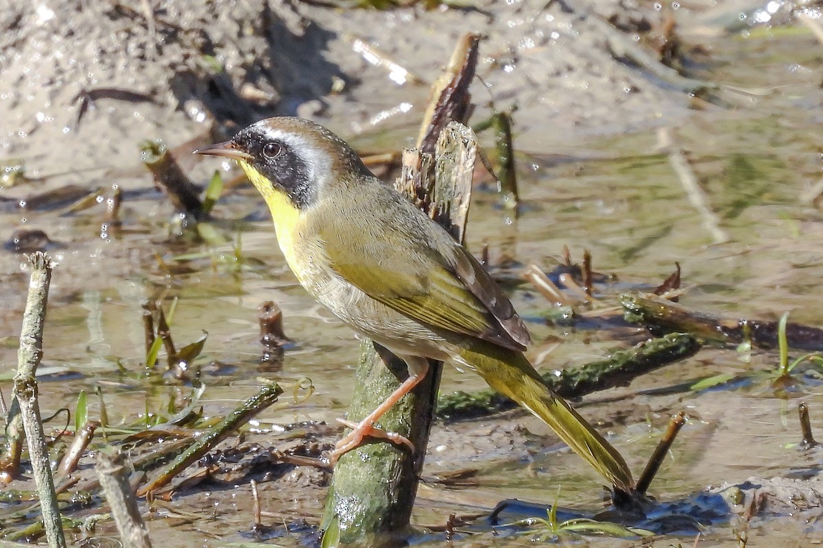 Common Yellowthroat - ML209302471