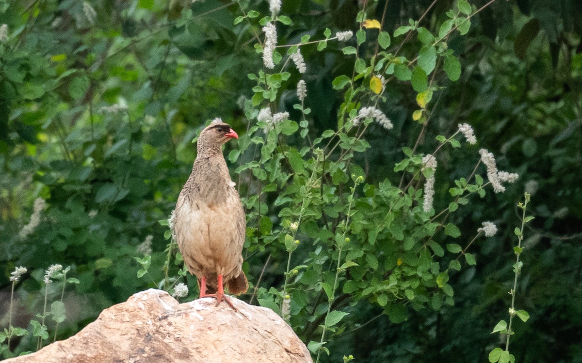 Francolin à cou roux (atrifrons) - ML209303461