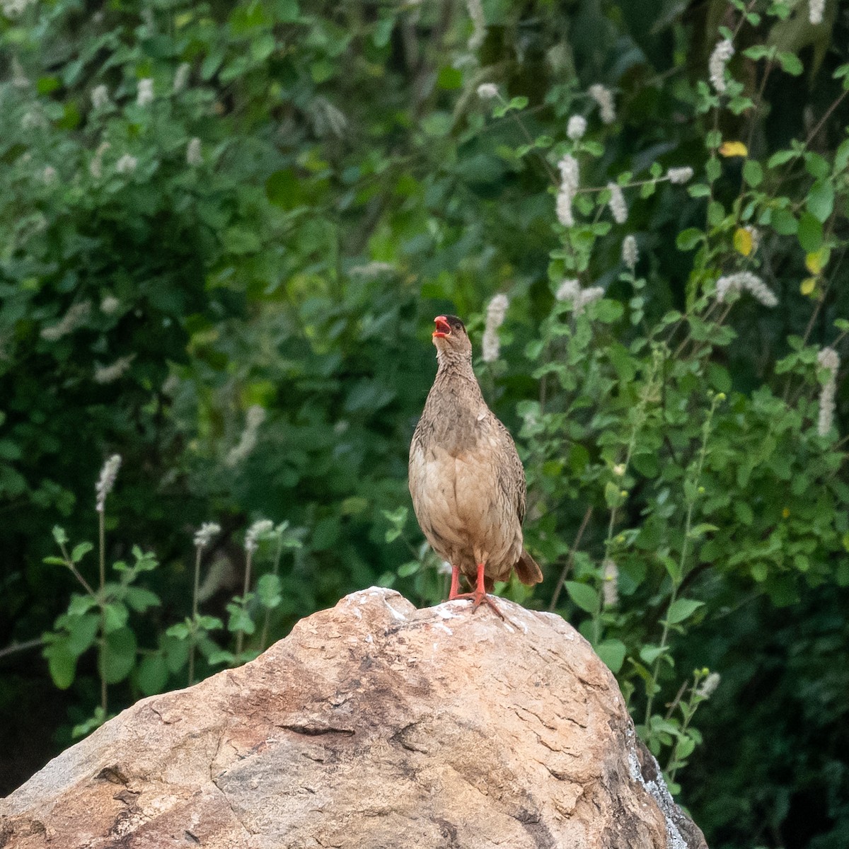 Francolin à cou roux (atrifrons) - ML209303471