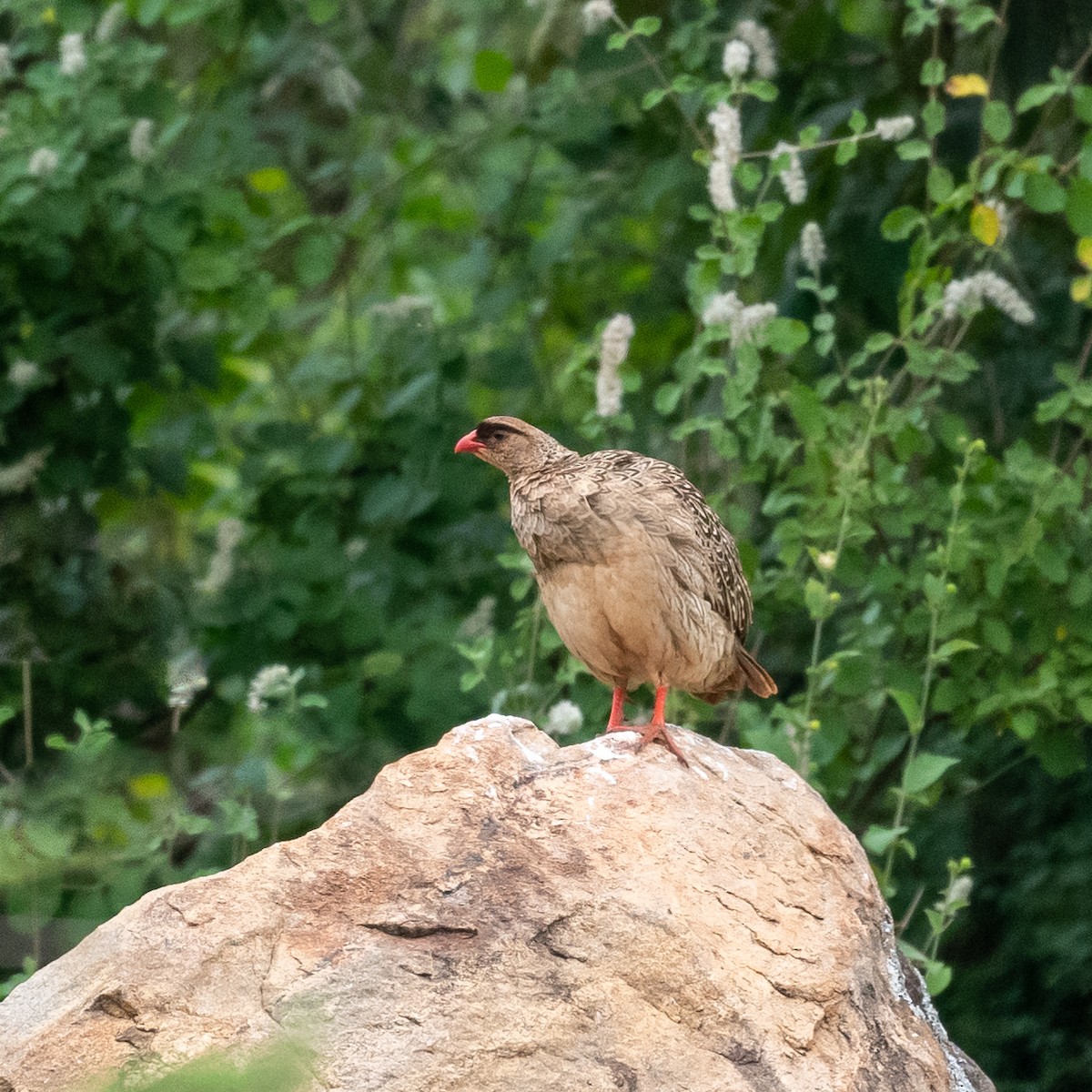 Chestnut-naped Spurfowl (Black-fronted) - ML209303481