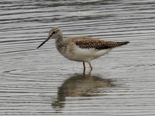 Greater Yellowlegs - ML20930381