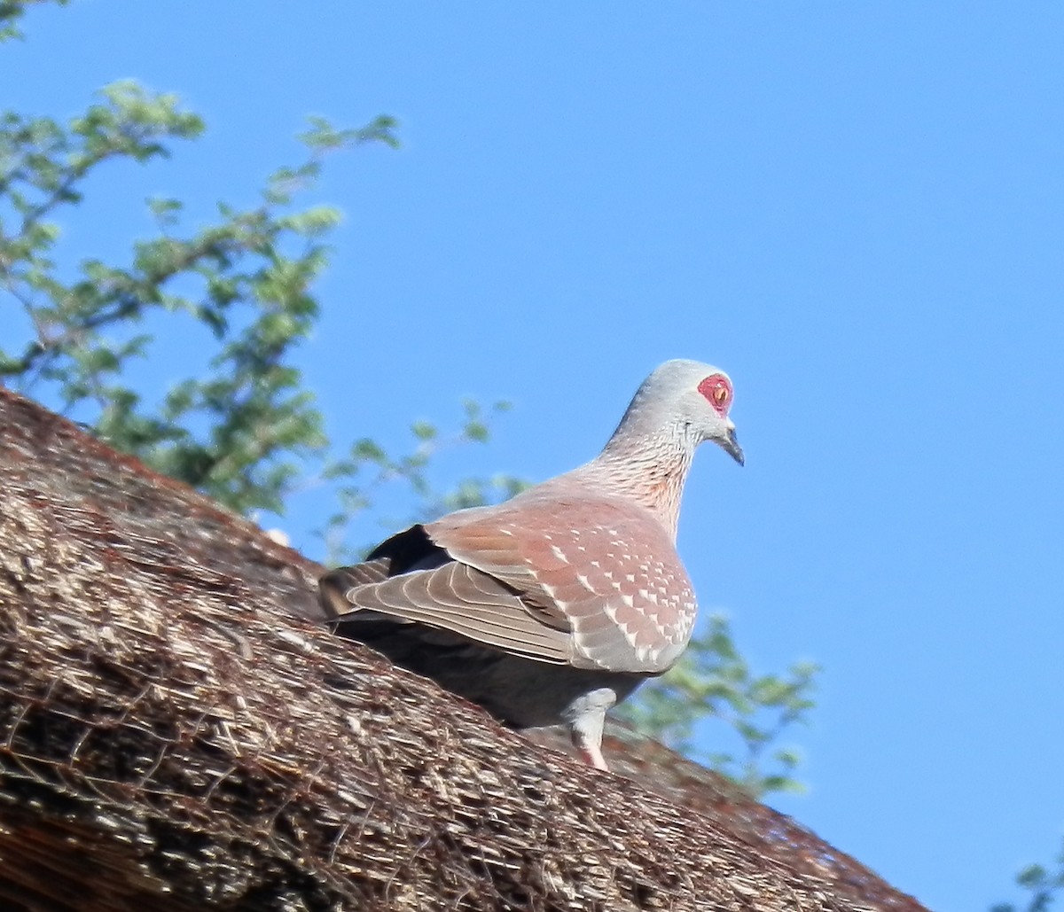 Speckled Pigeon - ML209303861