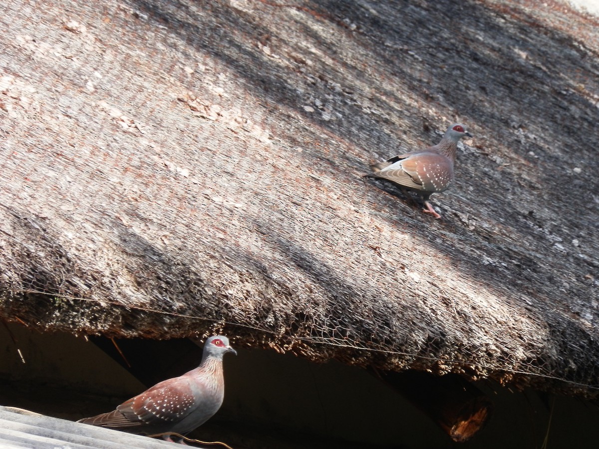 Speckled Pigeon - ML209303891