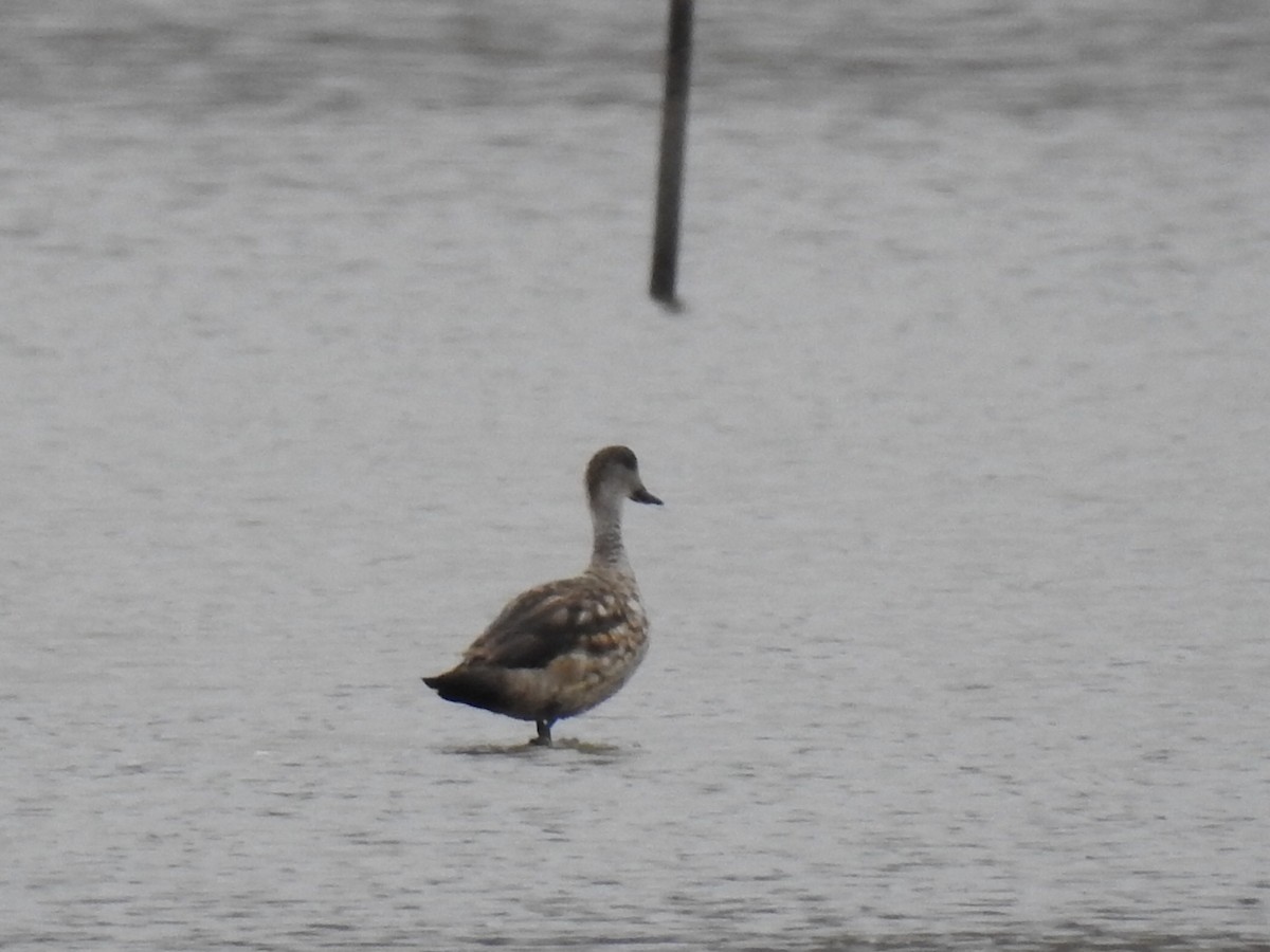 Crested Duck - ML209304701