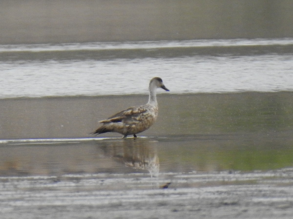 Crested Duck - ML209304711