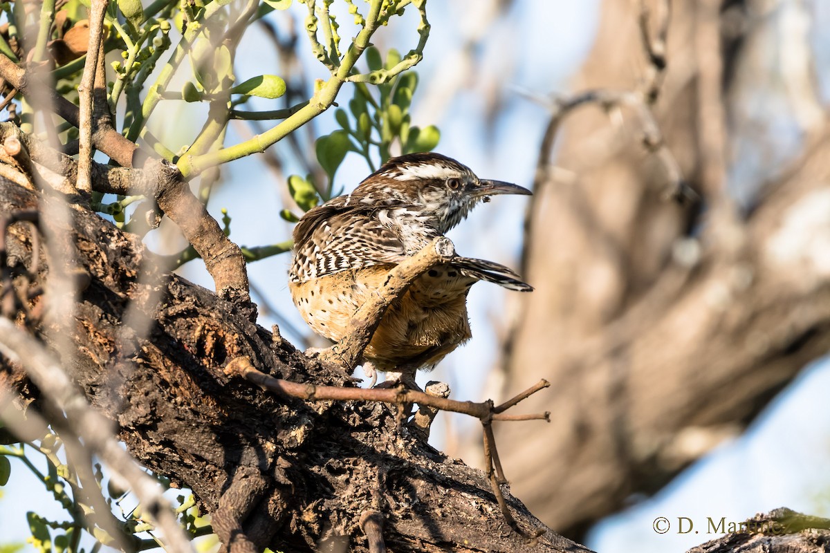 Cactus Wren - Damian Martinez