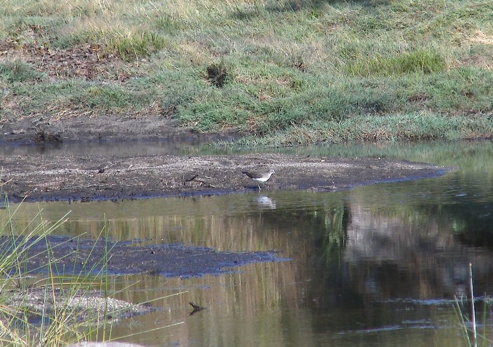 Green Sandpiper - ML209304911