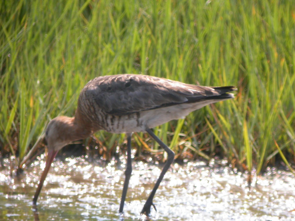 Black-tailed Godwit - Peter Vale