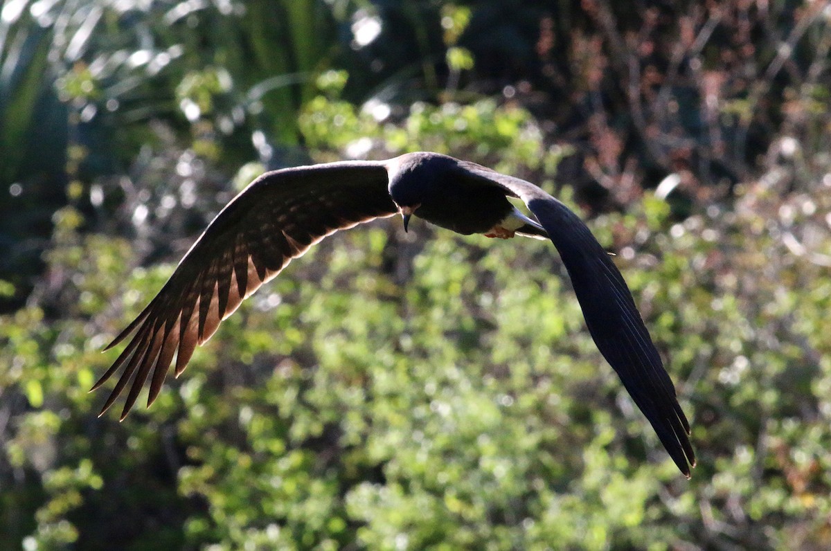 Snail Kite - ML209306491