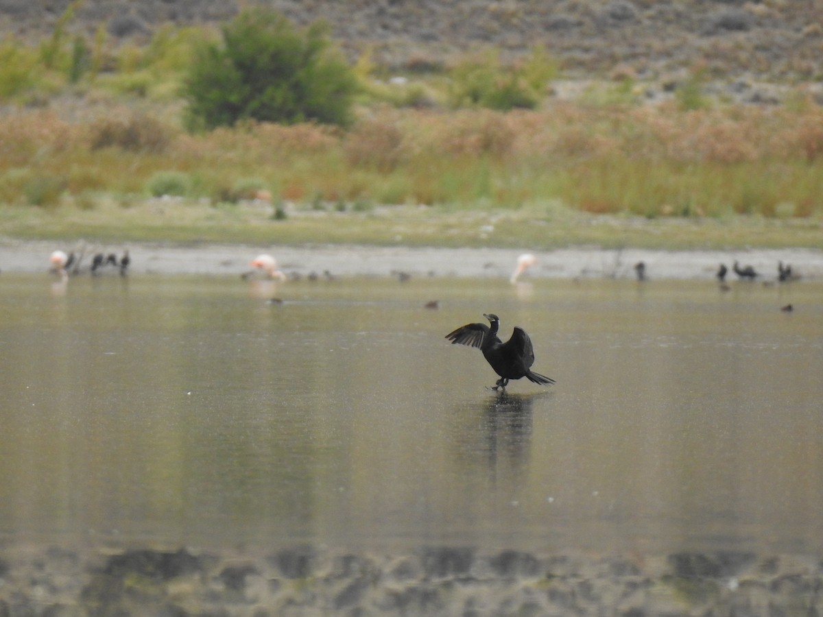 Neotropic Cormorant - ML209306781