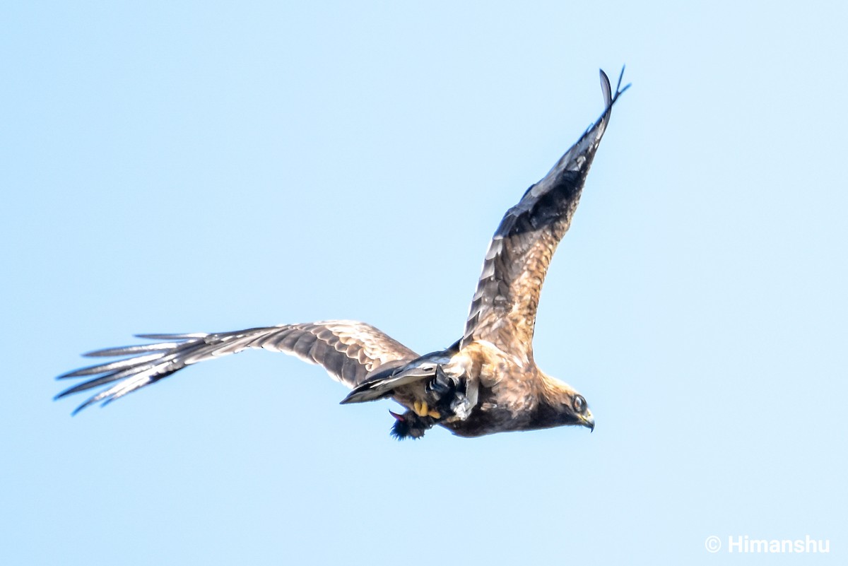 Booted Eagle - Himanshu Chaudhary