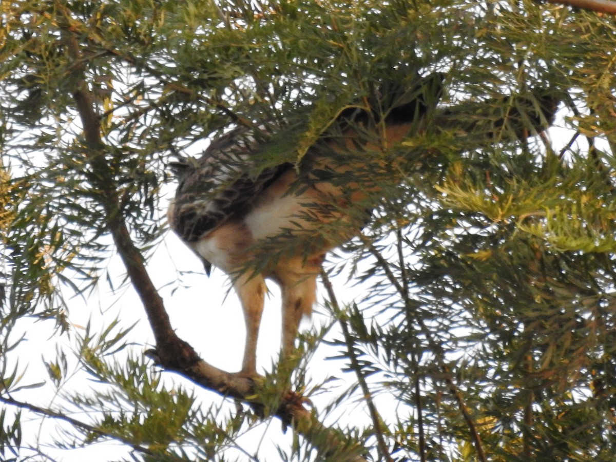 Águila de Ceilán - ML209307251