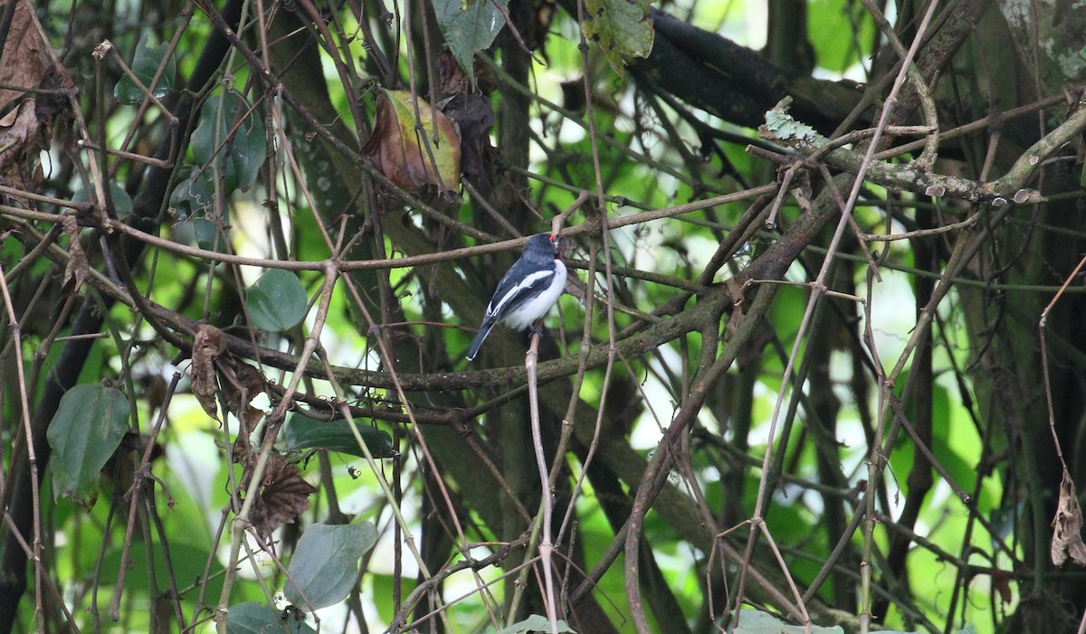 Brown-throated Wattle-eye - ML209310001