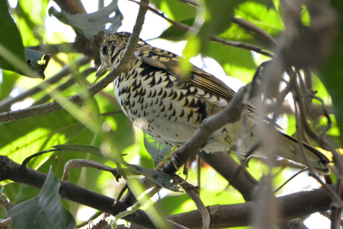 Scaly Thrush - ML209310641