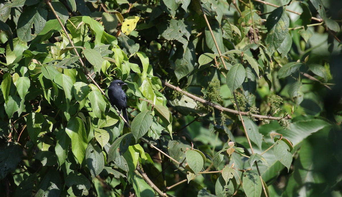 Yellow-eyed Black-Flycatcher - ML209310811