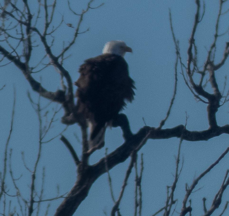 Bald Eagle - Donald Slick