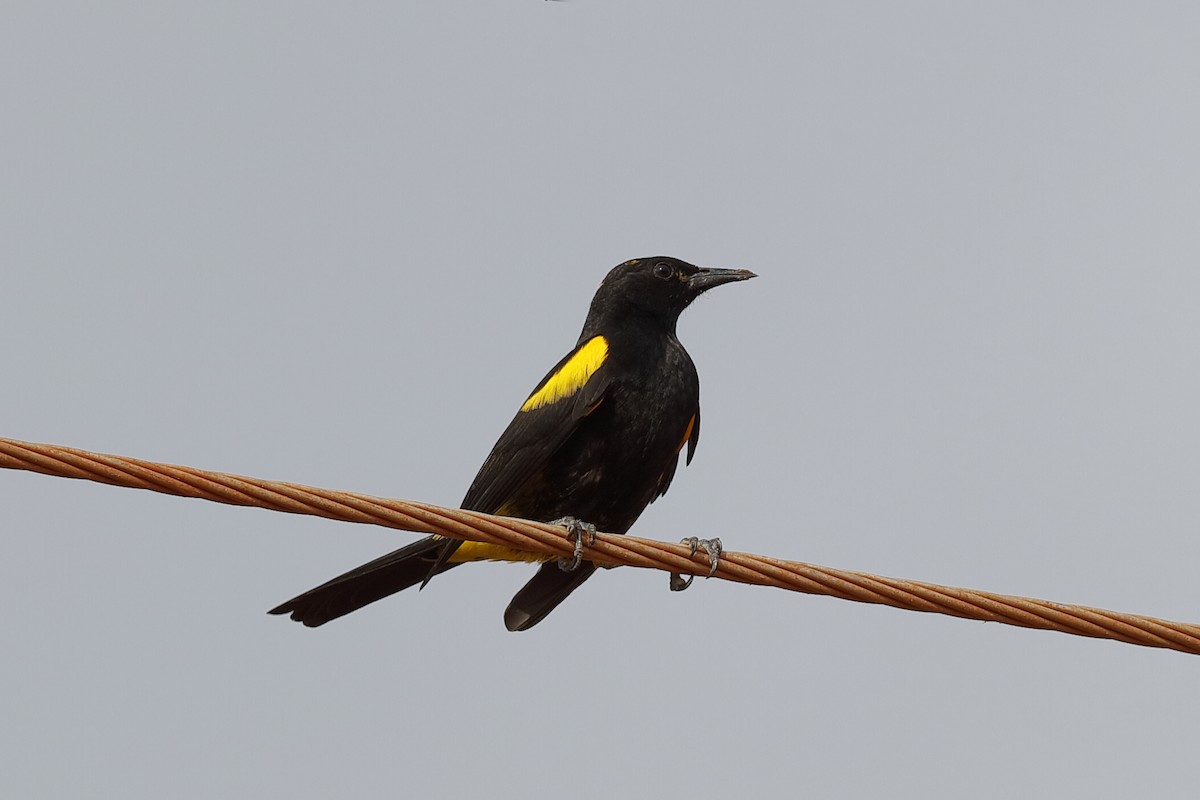 Hispaniolan Oriole - ML209311821