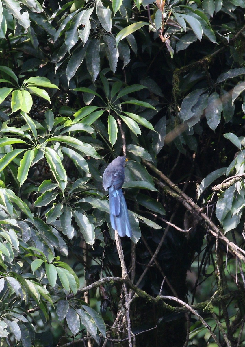 Blue Malkoha - ML209311841