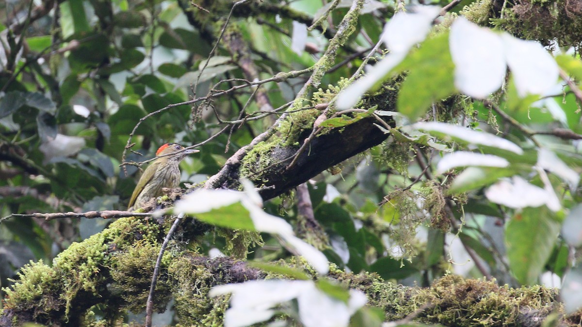 Elliot's Woodpecker - ML209312751