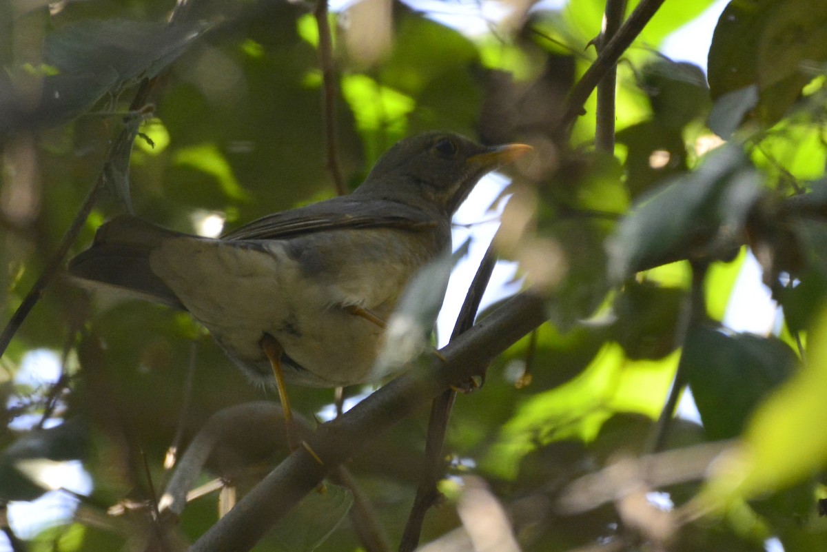 Tickell's Thrush - ML209312971