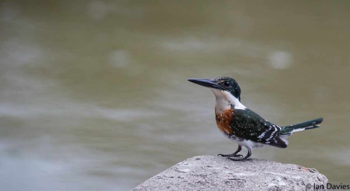 Green Kingfisher - Ian Davies