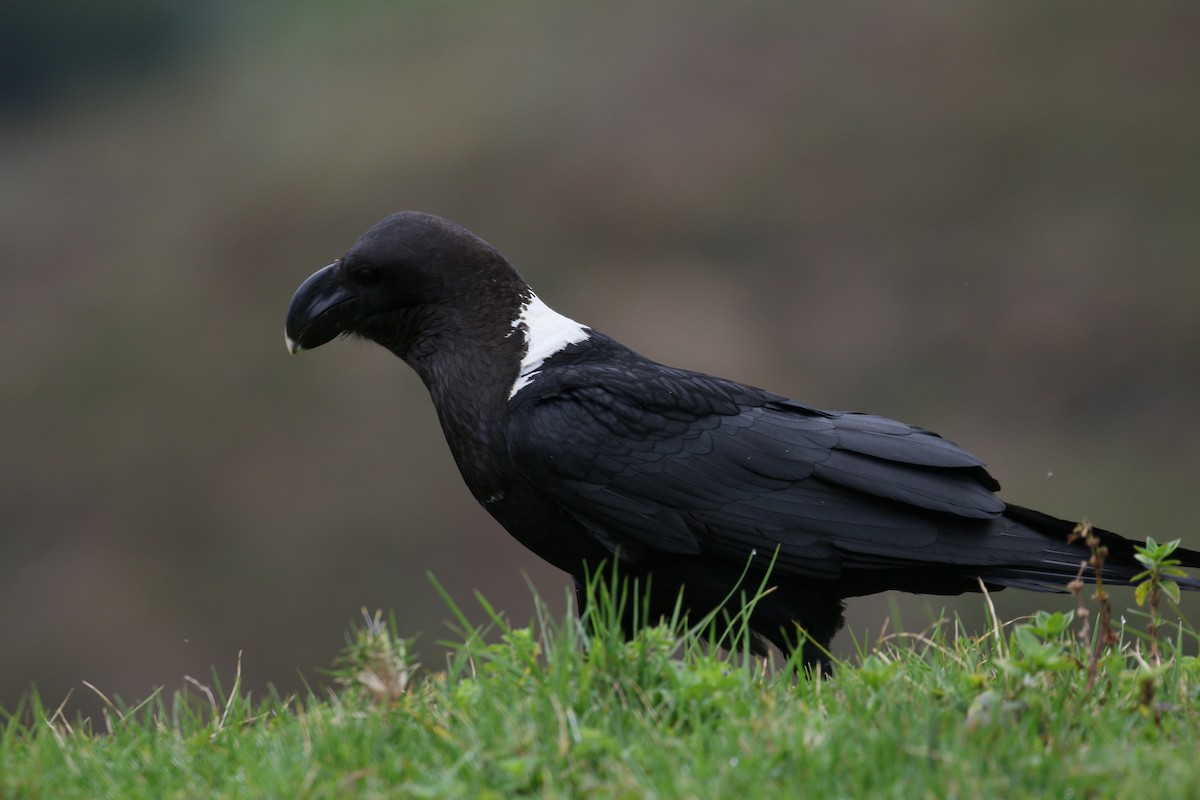 Corbeau à nuque blanche - ML209313431