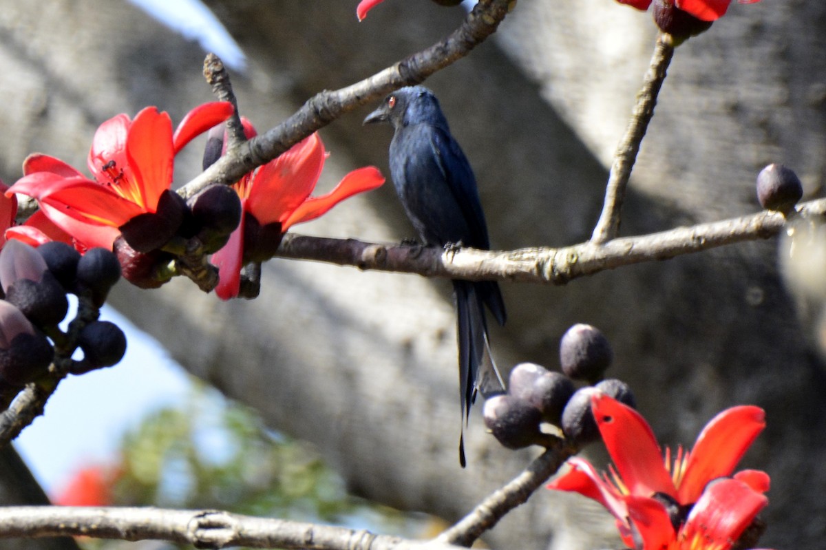 Ashy Drongo - ML209313731