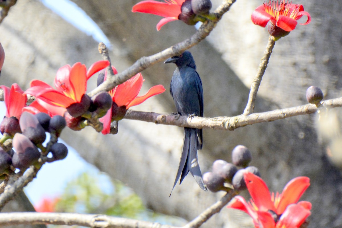 Ashy Drongo - ML209313751