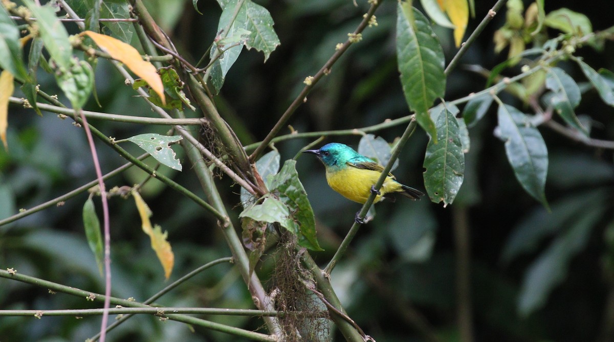 Collared Sunbird - ML209314351