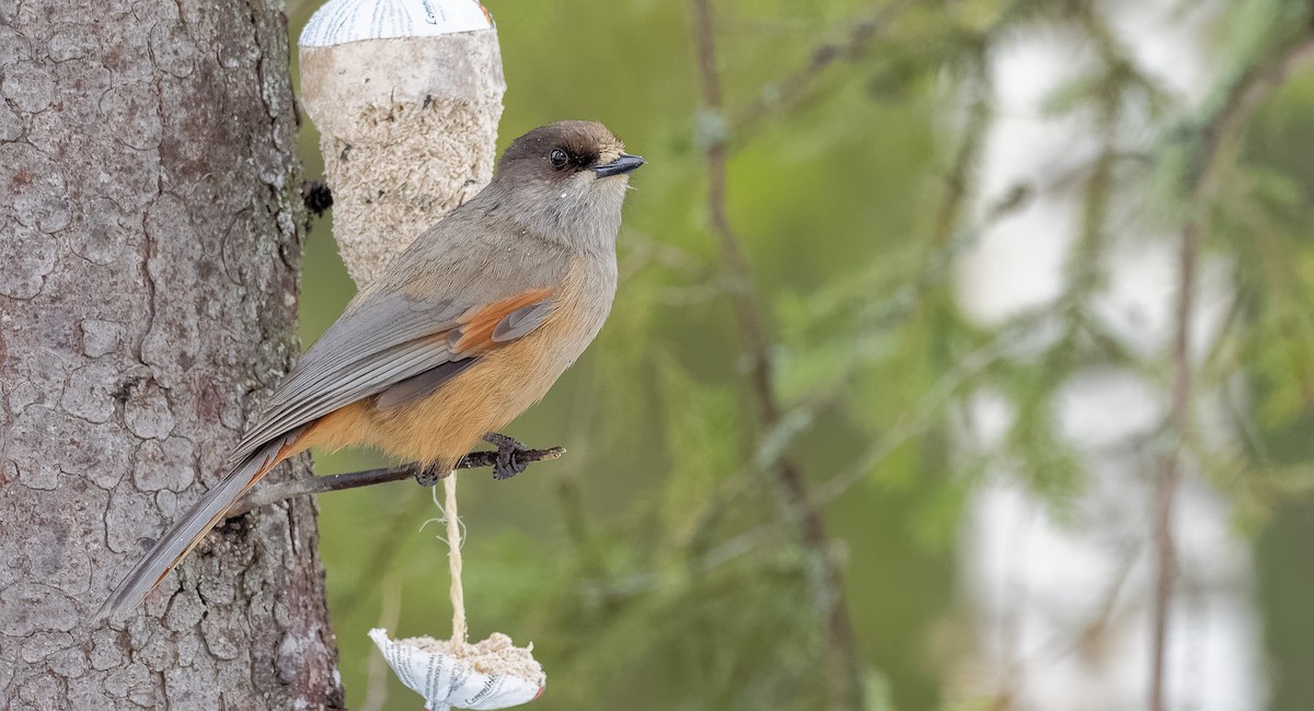 Siberian Jay - ML209314391