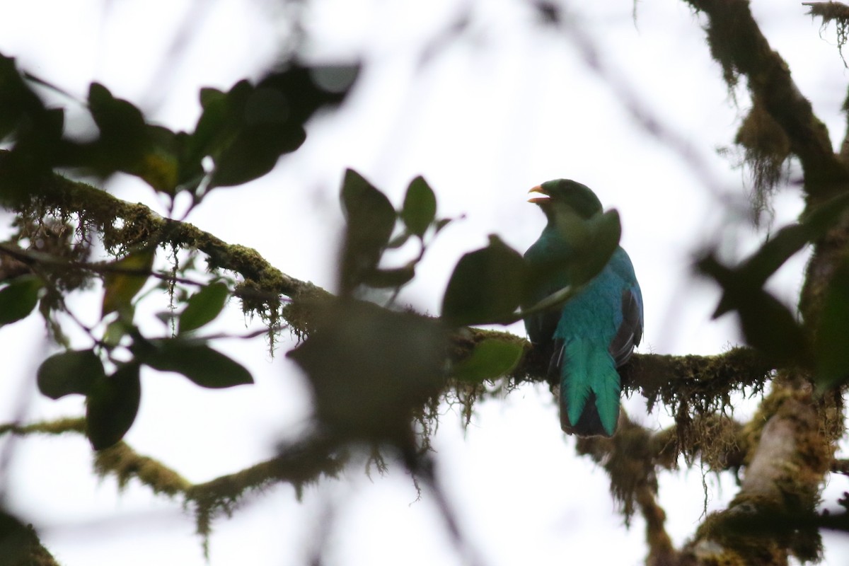 Golden-headed Quetzal - ML209316861