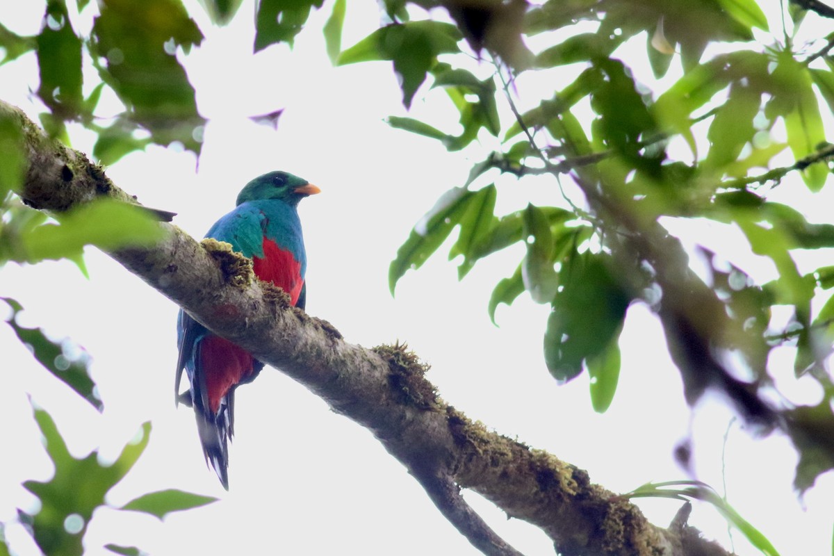 Golden-headed Quetzal - ML209317001