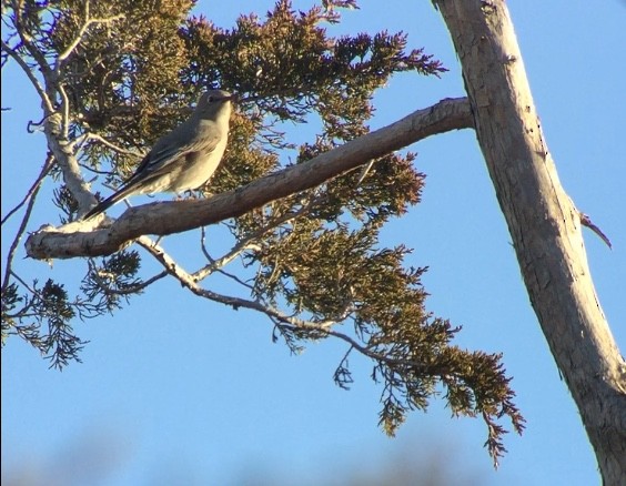 Townsend's Solitaire - ML209317981